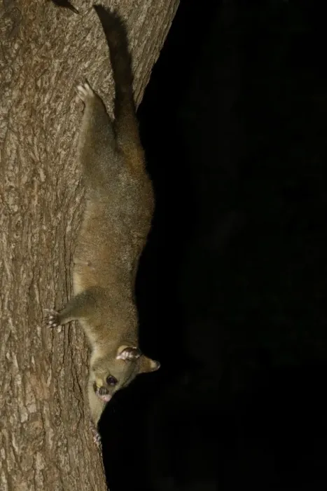 Framed Print : Common Brushtail Possum (Trichosurus vulpecula) adult, descending tree at night, Melbourne, Victoria, Australia Framed Print : Common Brushtail Possum (Trichosurus vulpecula) adult, descending tree at night, Melbourne, Victoria, Australia