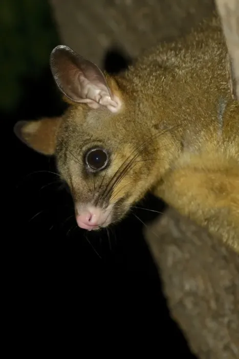 Framed Print : Common Brushtail Possum (Trichosurus vulpecula) adult, close-up of head, in tree at night, Melbourne, Victoria Framed Print : Common Brushtail Possum (Trichosurus vulpecula) adult, close-up of head, in tree at night, Melbourne, Victoria