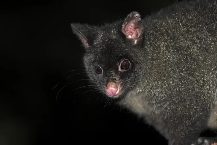 Framed Print : Common Brushtail Possum (Trichosurus vulpecula) black morph, adult, close-up of head, at night, Wilsons Promontory N. P