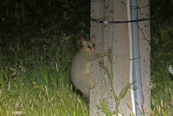 Framed Print : Common Brushtail Possum (Trichosurus vulpecula) introduced species, adult, clinging to telegraph pole at night Framed Print : Common Brushtail Possum (Trichosurus vulpecula) introduced species, adult, clinging to telegraph pole at night