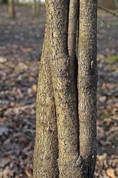 Common Buckthorn (Rhamnus cathartica) close-up of trunk, growing in woodland, Vicarage Plantation, Mendlesham, Suffolk