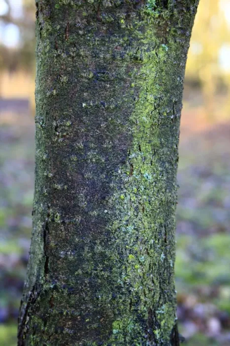 Framed Print : Common Buckthorn (Rhamnus cathartica) close-up of bark, growing in woodland, Vicarage Plantation, Mendlesham, Suffolk