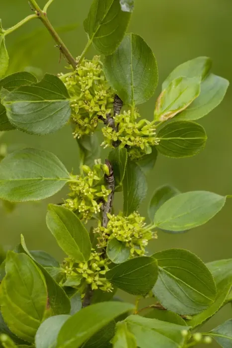 Framed Print : Common Buckthorn (Rhamnus catharticus) close-up of flowers and leaves, Dorset, England, may Framed Print : Common Buckthorn (Rhamnus catharticus) close-up of flowers and leaves, Dorset, England, may
