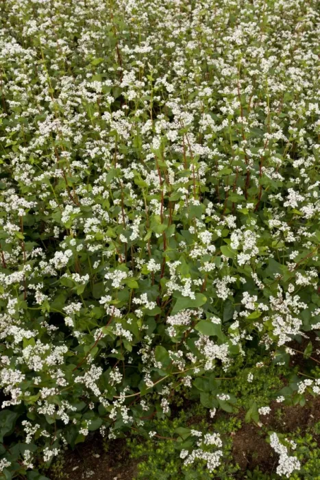 Framed Print : Common Buckwheat (Fagopyrum esculentum) crop, flowering in field, near Blois, Loir-et-Cher, France, August