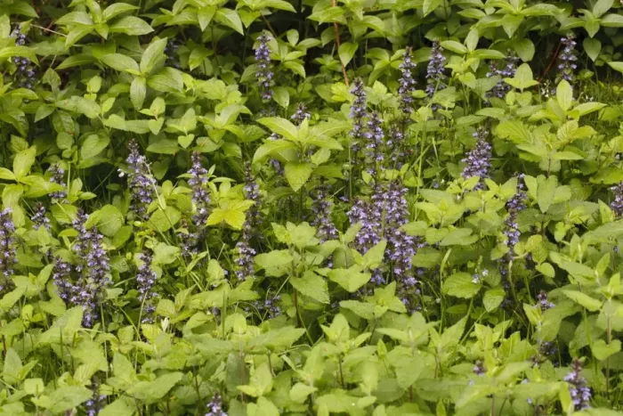 Framed Print : Common Bugle (Ajuga reptans) flowering, growing in woodland, Powys, Wales, June Framed Print : Common Bugle (Ajuga reptans) flowering, growing in woodland, Powys, Wales, June