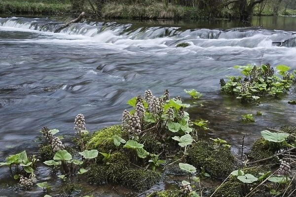 Common Butterbur (Petasites hybridus) flowering, growing in shallow water at edge of river, River Dove, Dovedale