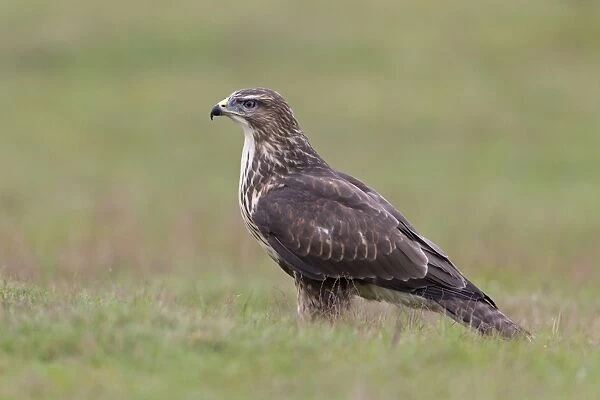 Common Buzzard (Buteo buteo) adult, standing on ground, September (captive)