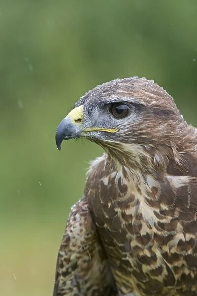 Common Buzzard (Buteo buteo) adult, close-up of head and breast, during rainfall, June (captive)