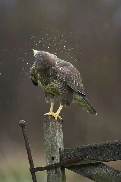Common Buzzard (Buteo buteo) adult, shaking rain off feathers, perched on gate, Gloucestershire, England (captive)