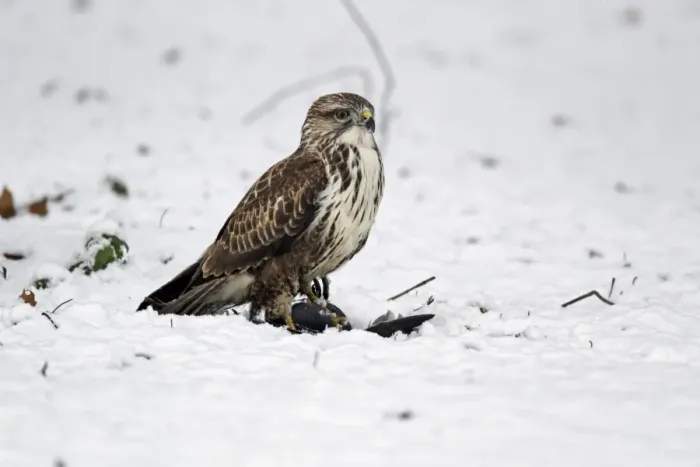 Framed Print : Common Buzzard (Buteo buteo) adult, with Common Moorhen (Gallinula chloropus) prey in snow, West Midlands, England, december Framed Print : Common Buzzard (Buteo buteo) adult, with Common Moorhen (Gallinula chloropus) prey in snow, West Midlands, England, december