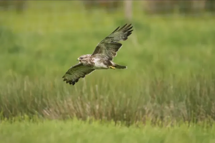 Framed Print : Common Buzzard (Buteo buteo) adult, calling in flight, Powys, Wales Framed Print : Common Buzzard (Buteo buteo) adult, calling in flight, Powys, Wales