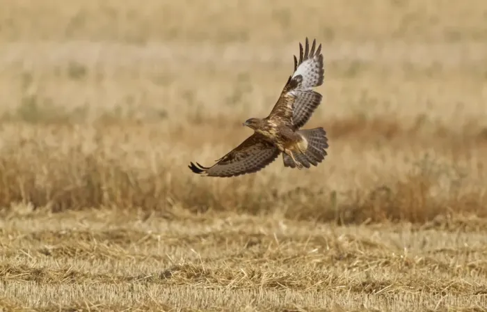 Framed Print : Common Buzzard (Buteo buteo) adult, in flight over stubble field, Northern Spain, july Framed Print : Common Buzzard (Buteo buteo) adult, in flight over stubble field, Northern Spain, july