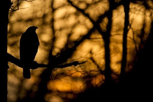 Common Buzzard (Buteo buteo) adult, perched on branch in woodland, silhouetted at sunset, Yorkshire, England, november (captive)