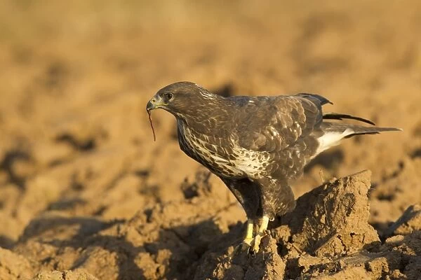 Common Buzzard (Buteo buteo) adult, feeding on earthworm in ploughed field, Yorkshire, England, november (captive)