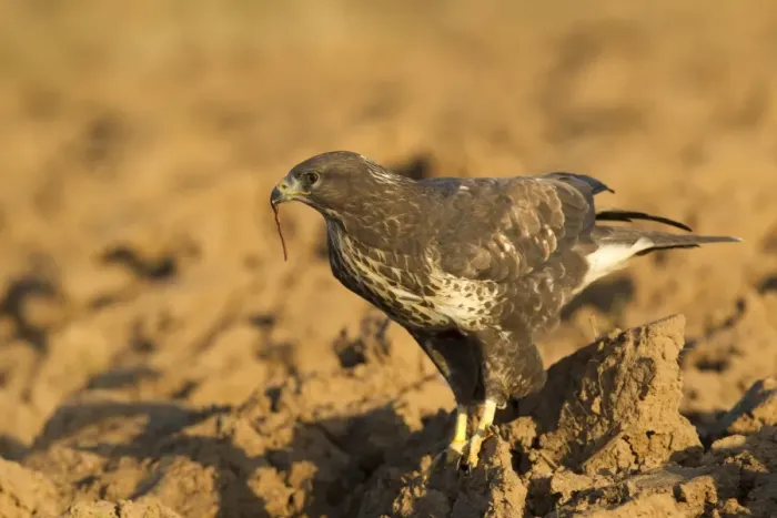 Framed Print : Common Buzzard (Buteo buteo) adult, feeding on earthworm in ploughed field, Yorkshire, England, november (captive) Framed Print : Common Buzzard (Buteo buteo) adult, feeding on earthworm in ploughed field, Yorkshire, England, november (captive)