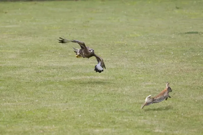 Framed Print : Common Buzzard (Buteo buteo) adult, in flight, chasing European Rabbit (Oryctolagus cunniculus) prey (composite image) Framed Print : Common Buzzard (Buteo buteo) adult, in flight, chasing European Rabbit (Oryctolagus cunniculus) prey (composite image)