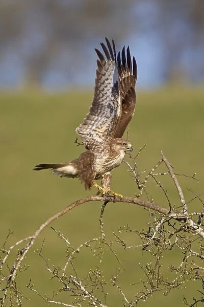 Common Buzzard (Buteo buteo) adult, raising wings in threat display to approaching buzzard, Gigrin Farm, Powys, Wales