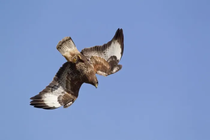 Framed Print : Common Buzzard (Buteo buteo) adult, in flight, diving with alulas raised, Gigrin farm, Powys, Wales, march Framed Print : Common Buzzard (Buteo buteo) adult, in flight, diving with alulas raised, Gigrin farm, Powys, Wales, march
