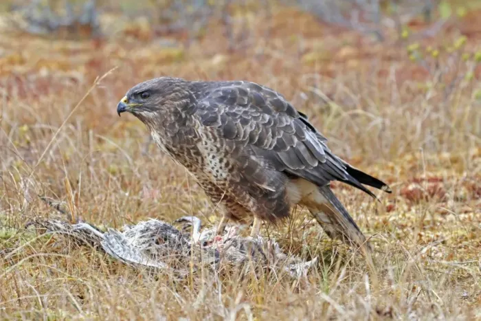 Framed Print : Common Buzzard (Buteo buteo) adult, feeding on Common Pheasant (Phasianus colchicus) kill, Cairngorms N. P