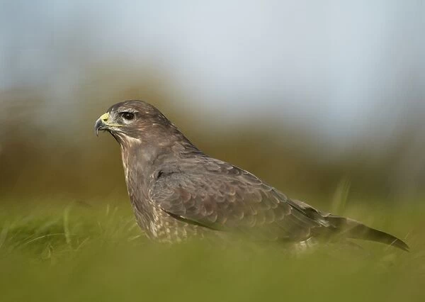 Common Buzzard (Buteo buteo) adult, standing in grassy field, Leicestershire, England, November (captive)