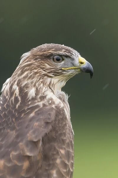 Common Buzzard (Buteo buteo) adult, close-up of head with raindrops, during rainfall, England, October (captive)
