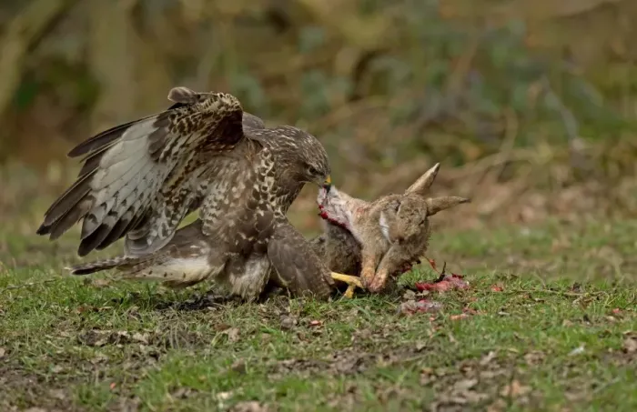 Framed Print : Common Buzzard (Buteo buteo) adult, feeding on European Rabbit (Oryctolagus cuniculus) prey, Cheshire, England, March