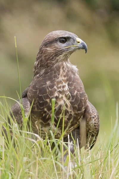 Common Buzzard (Buteo buteo) adult, standing on ground, England, July (captive)