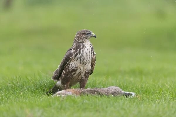 Common Buzzard (Buteo buteo) adult, with European Rabbit (Oryctolagus cuniculus) prey, standing in grass field