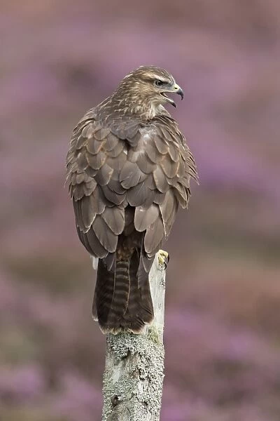 Common Buzzard (Buteo buteo) adult, calling, perched on post amongst flowering heather, September (captive)