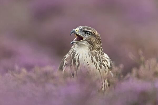 Common Buzzard (Buteo buteo) adult, calling, standing amongst flowering heather, September (captive)