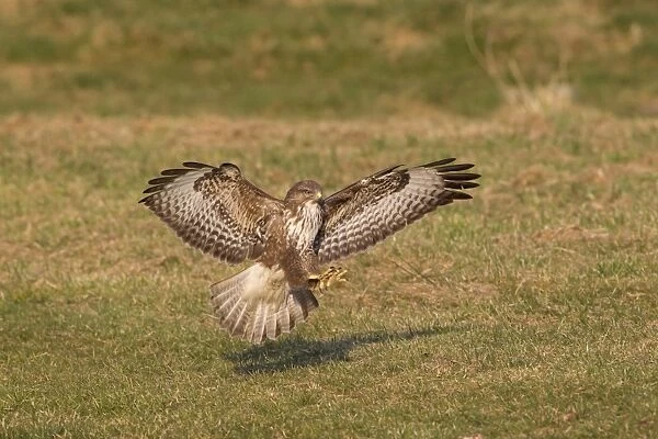 Common Buzzard (Buteo buteo) adult, in flight, landing on ground, Gigrin Farm, Powys, Wales, march