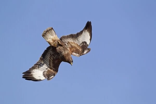 Common Buzzard (Buteo buteo) adult, in flight, diving with alulas raised, Gigrin farm, Powys, Wales, march