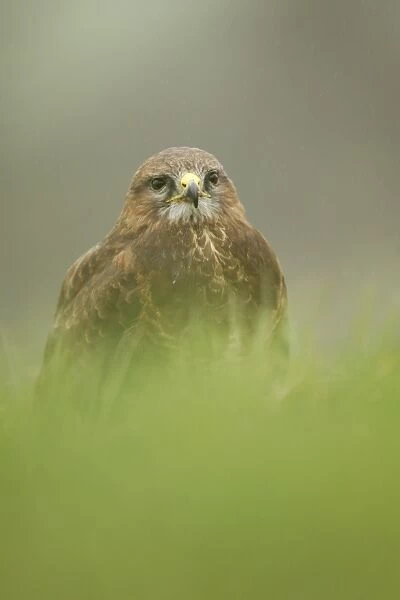 Common Buzzard (Buteo buteo) adult male, standing in grass, Sheffield, South Yorkshire, England, april (captive)