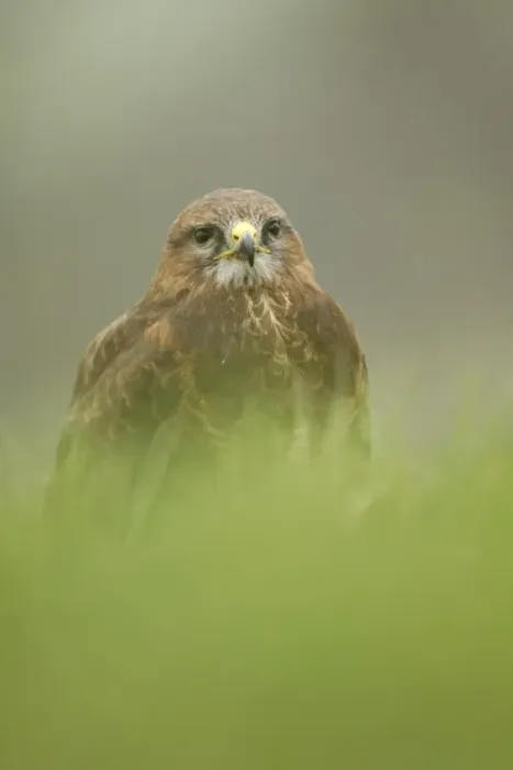 Framed Print : Common Buzzard (Buteo buteo) adult male, standing in grass, Sheffield, South Yorkshire, England, april (captive) Framed Print : Common Buzzard (Buteo buteo) adult male, standing in grass, Sheffield, South Yorkshire, England, april (captive)