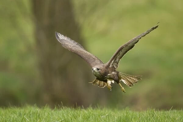Common Buzzard (Buteo buteo) adult male, in low flight, Sheffield, South Yorkshire, England, april (captive)