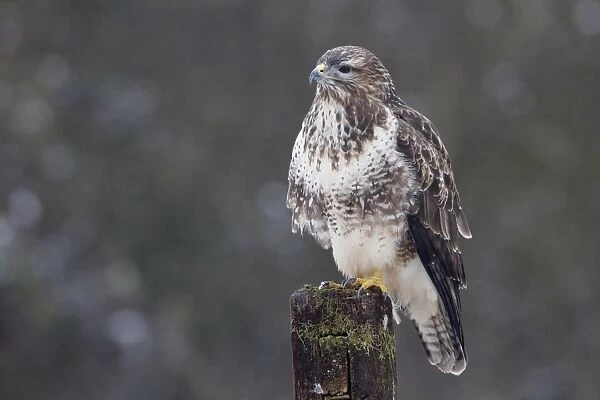 Common Buzzard (Buteo buteo) adult, perched on post, Warwickshire, England, February