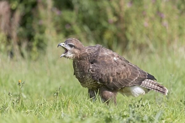 Common Buzzard (Buteo buteo) adult, yawning, standing on ground, August (captive)