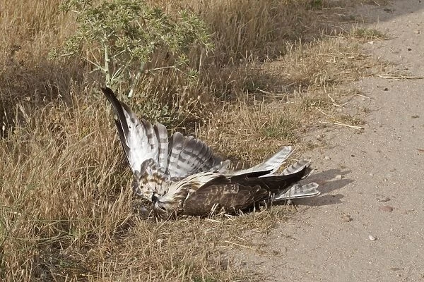 Common Buzzard (Buteo buteo) dead adult, at edge of track, Northern Spain, july