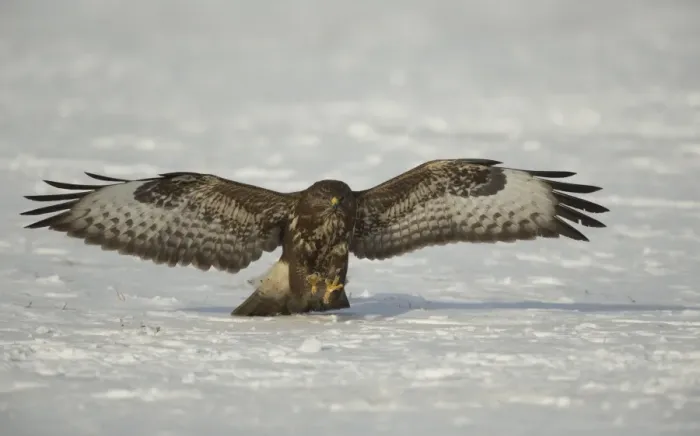 Framed Print : Common Buzzard (Buteo buteo) immature, in flight, landing on snow, Poland, February Framed Print : Common Buzzard (Buteo buteo) immature, in flight, landing on snow, Poland, February
