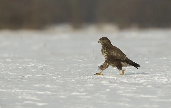 Common Buzzard (Buteo buteo) immature, walking on snow, Poland, February