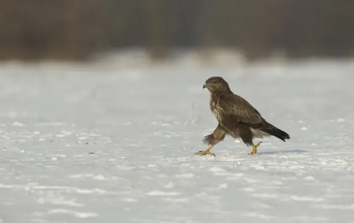Framed Print : Common Buzzard (Buteo buteo) immature, walking on snow, Poland, February Framed Print : Common Buzzard (Buteo buteo) immature, walking on snow, Poland, February
