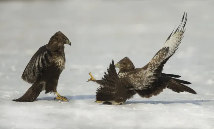 Framed Print : Common Buzzard (Buteo buteo) two immatures, fighting on snow, Poland, February Framed Print : Common Buzzard (Buteo buteo) two immatures, fighting on snow, Poland, February