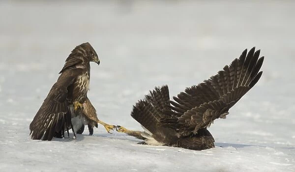 Common Buzzard (Buteo buteo) two immatures, fighting on snow, Poland, February