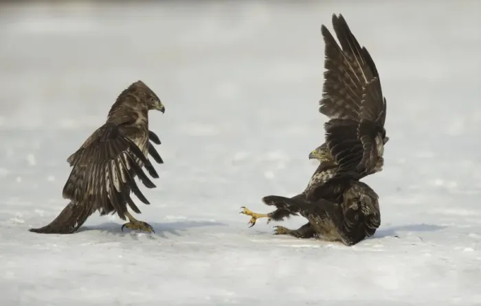 Framed Print : Common Buzzard (Buteo buteo) two immatures, fighting on snow, Poland, February Framed Print : Common Buzzard (Buteo buteo) two immatures, fighting on snow, Poland, February