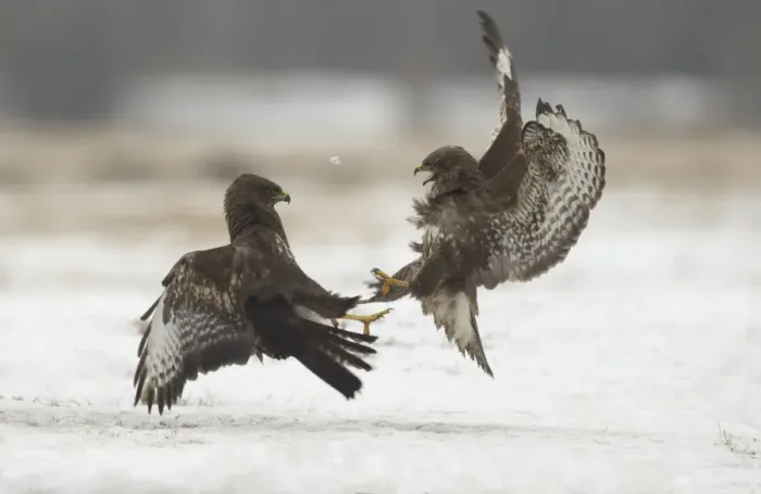 Framed Print : Common Buzzard (Buteo buteo) two immatures, in flight, fighting over snow, Poland, February