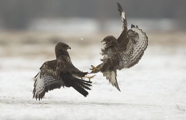 Common Buzzard (Buteo buteo) two immatures, in flight, fighting over snow, Poland, February