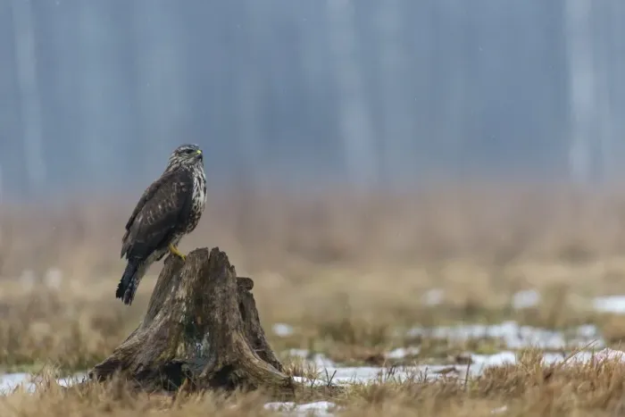 Framed Print : Common Buzzard (Buteo buteo) juvenile, perched on tree stump in snow, Bialowieza N. P Framed Print : Common Buzzard (Buteo buteo) juvenile, perched on tree stump in snow, Bialowieza N. P