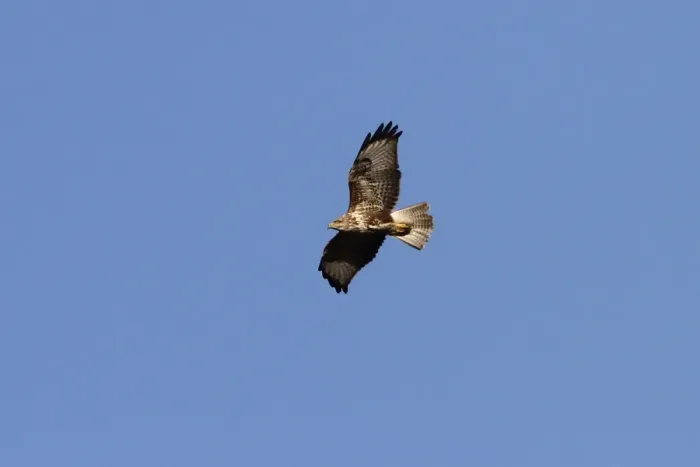 Framed Print : Common Buzzard in flight