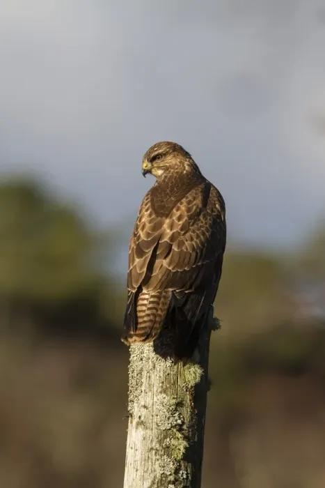 Framed Print : Common Buzzard on post Framed Print : Common Buzzard on post