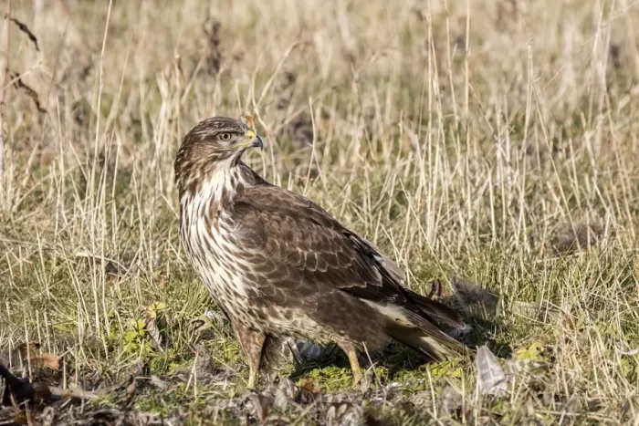 Framed Print : Common Buzzard scavenging a dead bird. Suffolk Framed Print : Common Buzzard scavenging a dead bird. Suffolk